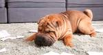 17 Popular CHINESE DOG BREEDS List (Alphabetical)