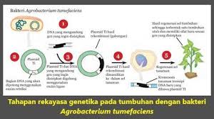 Pengertian Bioteknologi Konvensional Dan Modern Serta Perbedaannya Di 2021 Bioteknologi Ipa Metode Ilmiah