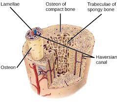 I am not an expert on this subject, so i was wondering if anyone could put their input on this image. Structure Of Bones Biology For Majors Ii
