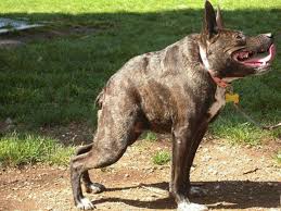 Luego de los hechos se filtró una llamada en la que nacif le decía mi gober precioso y tú eres el héroe de esta película a mario marín. Fotos Quasi Modo Gana Con Indiscutible Autoridad Concurso Del Perro Mas Feo Del Mundo Diario Ecologia