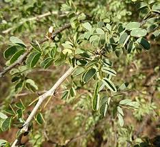 Image result for Acacia mellifera