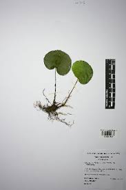 Image result for Adiantum soboliferum