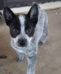 Blue Heeler Puppy Love My Ryder Baby Quicksand Photography Quicksandphotography Smugmug Com Heeler Puppies Blue Heeler Puppies Cattle Dog Puppy