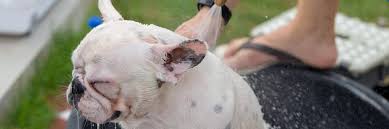 French bulldogs have high risk for back injuries. How Often To Bathe French Bulldog With Allergies Little French Dog