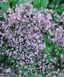 Robert brydon' with 27 images, one comment, and 28 data details. Clematis Mrs Robert Brydon Mediendatenbank