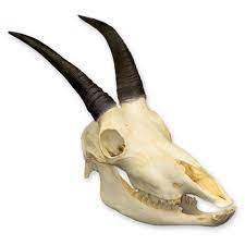Mountain Goat Skull Eduscience