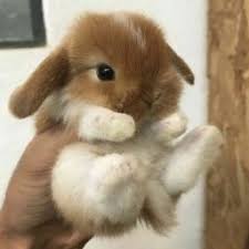 Naomi Kun Megafic0404 Cute Baby Bunnies Baby Animals Funny Cute Little Animals