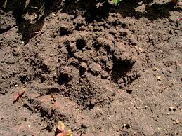 Oder aber er wird am ende der seitengänge. Maulwurf Und Wuhlmaus Im Garten Industrieverband Agrar