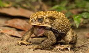 cane toads have a salty secret to protect themselves when