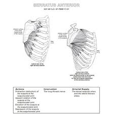 Perfect for your high content book business, fully tested in the amazon kindle direct publishing platform and ready to list! Musculoskeletal Anatomy Coloring Book 9780323477314 Medicine Health Science Books Amazon Com