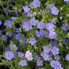 Some of the more popular hardy geraniums make excellent ground cover. Geranium Rozanne Cranesbill Geranium Rozanne Long Blooming Perennials Plants For Small Gardens