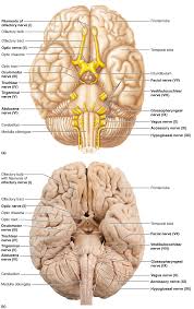 It is not a medication. Cranial Nerves Brain Anatomy Cranial Nerves Nerve Anatomy