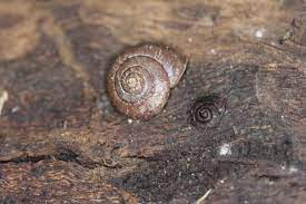 Snails need calcium to harden their shells and the first thing they do after they hatch is eat their own shells to absorb the. Are Snails Born With Shells Facts About Snails