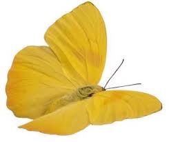 Mariposas Amarillas Significado Colores Mariposas Online