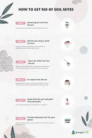This is the natural way to get rid of dust mites and their allergens. How To Get Rid Of Soil Mites Helpful Tips And Steps To Follow