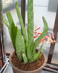 Image result for Aloe christianii
