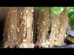 How To Farm Soil Less Potato Aquaponics System Youtube