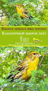 Bird Sounds Birds Singing Serinus Serinus Bird Singing Bird Song Wild Nature Sounds Kanareechnyj Vyurok Penie Golosa Ptic Kenar Zvuki Prirody Serin Seri Nature Sounds Nature Birds