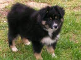 Miniature australian shepherd puppies for sale and dogs for adoption in north carolina, nc. Miniature Australian Shepherd Puppies In North Carolina