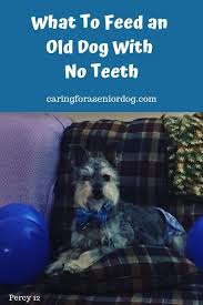 What To Feed An Old Dog With No Teeth Caring For A Senior Dog Dog Teeth Care Senior Dogs Care Teeth Care