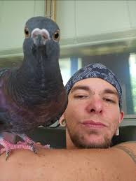 Palomacy Help Group for Pigeon & Dove Rescue & Adoption