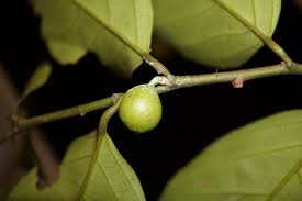 Image result for Strombosia