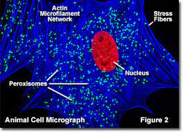 Check spelling or type a new query. Molecular Expressions Cell Biology Animal Cell Structure Peroxisomes