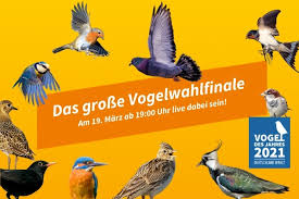 Alles was sie heute wissen müssen: Livestream Vogelwahlfinale Vogel Des Jahres 2021 Nabu