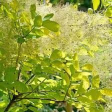 Image result for Cogniauxia