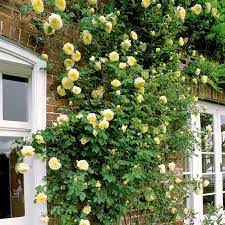 Teasing Georgia David Austin Climbing Roses Climbing Flowers David Austin Roses