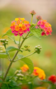 The Schloss Belvedere Flower Plants Planting Flowers Lantana