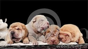 The breed comes from china. Four Shar Pei Puppies Sitting In The Studio Stock Footage Video Of Peis Studio 42826412