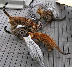 All my cats are tested feline leukemia and fiv negative. A Visual Guide To Bengal Cat Colors Patterns Bengal Cat Cat Colors Bengal Kitten
