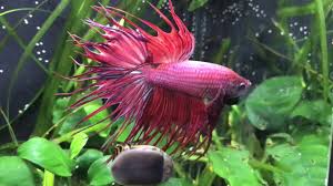 Fishy fish, originally uploaded by hessiebell. Angry Betta Fish Flaring Youtube