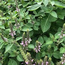 Image result for Ocimum