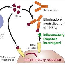 Image result for TNF Inhibitor