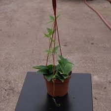 Image result for Nesaea sarcophylla