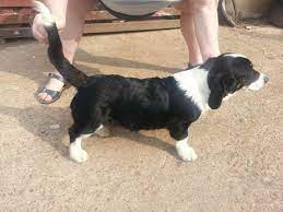 Basset Hound Border Collie Mix Puppies Petsidi Rassekunde Martin Rutter Dogs Schwerin Bali The Incredible Bo Border Collie Mix Puppies Collie Mix Mix Puppies