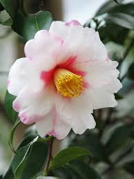 Camellia Vernalis With Images Beautiful Flowers Beautiful Flowers Garden Amazing Flowers