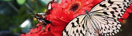 If you're on transit in changi international airport for a few hours and looking for an. Butterfly Garden Singapore Changi Airport