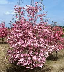 We did not find results for: Plants Seeds Bulbs Cornus Florida Dogwood Tree 5 Seeds From Large Flowered Specimen Yard Garden Outdoor Living Items
