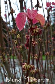 Image result for Alchornea yambuyaënsis