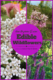 Flowers are part of many regional cuisines, including asian, european, and middle eastern cuisines. Edible Wildflowers Grow It Eat It Garden Therapy Edible Flowers Edible Wild Plants Edible Landscaping