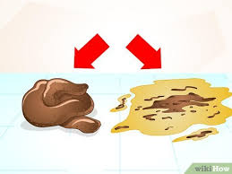 Hierbei ist nicht die konsistenz des stuhls gemeint, sondern dessen form, der „so dünn wie ein bleistift ausfällt. Was Du Gegen Dunnen Stuhlgang Beim Hund Tun Kannst Wikihow