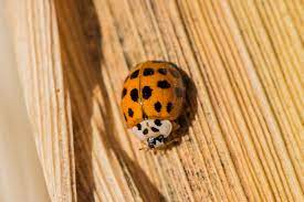 How To Get Rid Of Asian Beetles With One Scent Crafty Morning