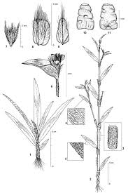 Image result for Cyanotis lanata