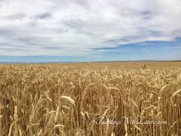 Written in a beautifully lyric style with various moods and textures, it cleverly intertwines original themes with fragments of america the beautiful. Amber Waves Of Grain Tuesdays With Laurie