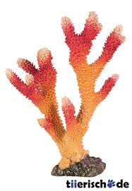 Email me when it's available. Stand Koralle Orange Von Trixie Gunstig Bestellen Tiierisch De
