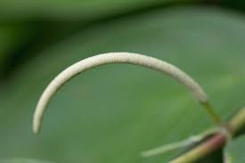 Image result for Piper capense