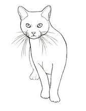 Pin Von Iana Mei Auf Zeichnungen In 2020 Katze Zeichnen Katzenzeichnung Tiere Zeichnen